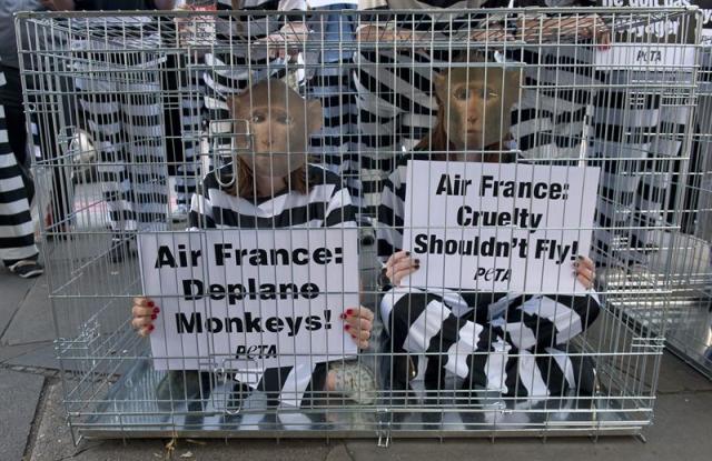 Activistas se encierran en una jaula con máscaras de monos en el exterior de la embajada francesa en Londres contra el tráfico de primates en Air France. EFE