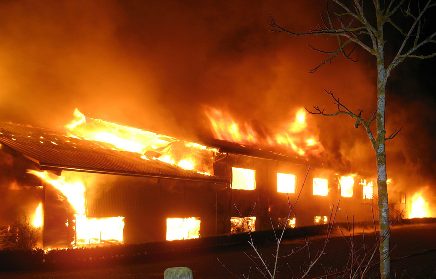 Mueren 85 camellos en un incendio en Alemania (Fotos)