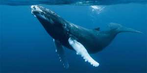 Arranca expedición para estudiar la ballena azul en el Antártico