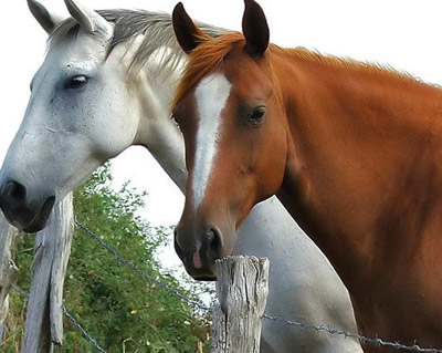 Por darle una “rumba” de golpes a un caballo y matarlo… ¡A la cárcel!