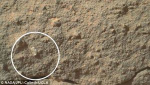 Encontraron una flor en Marte (Foto)