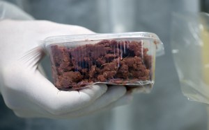 Descubiertos en Rumania 100 kilos de carne de caballo con etiqueta de carne de vacuno