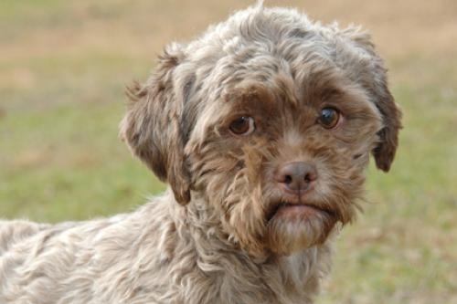 Este perro con cara de humano no te dejará dormir en paz (eternamente en tu mente)