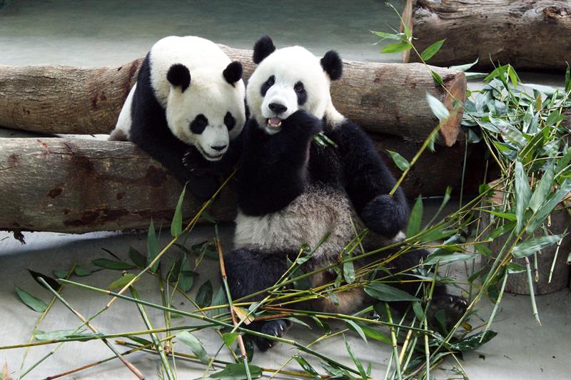 Llegan a Canadá dos pandas gigantes prestados por China