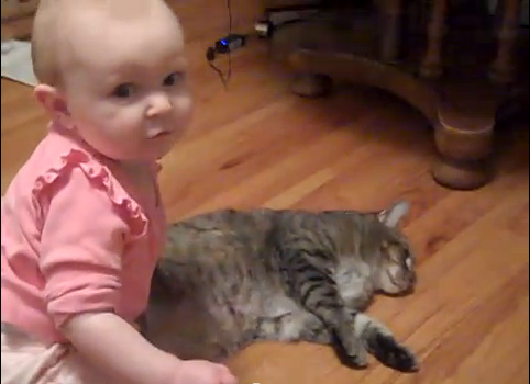 El gato más dócil y paciente del mundo (Video)