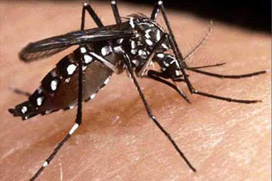 Casos de dengue se mantienen por encima de lo esperado