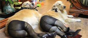 Imágenes de perros con pantimedias y tacones reciben fuertes críticas (FOTOS)
