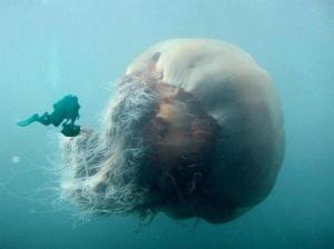 Impresionante foto de la medusa más grande del mundo