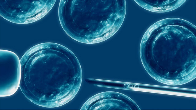 Clonan células madres humanas por primera vez en la historia