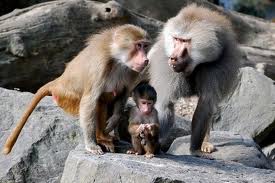 Un zoológico expulsa a decenas de monos por vandalismo