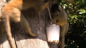Helados hasta para los monos (Video)
