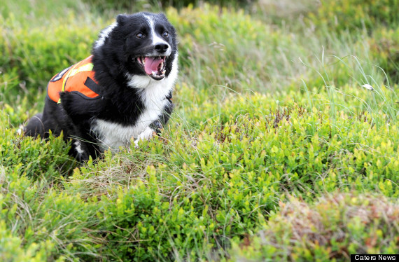 Perrita de rescate se retira tras 7 años en servicio (Fotos + La verdadera Lassie)