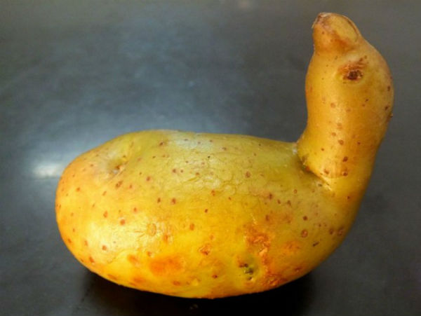 Se niega a comerse esta papa en forma de pato (Foto)