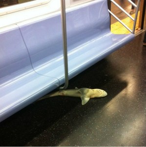 Aparece un tiburón en el metro de Nueva York (Fotos)