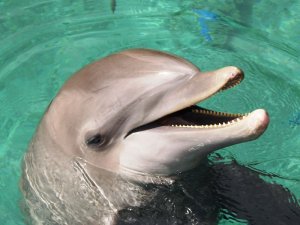Una memoria de delfín