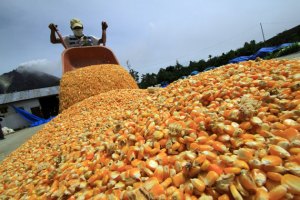 Establecido mecanismo de pago de subsidio a varios productos agrícolas