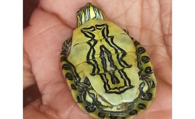 Sorprendente: Aparece tortuga con la virgen de Guadalupe tatuada en su vientre (Foto)