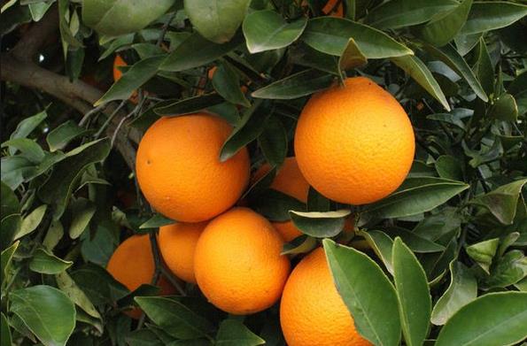 Una bacteria de Asia amenaza las naranjas de Florida