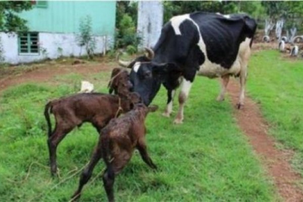 La vaca que tuvo trillizos