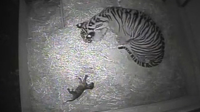 El nacimiento de un tigre (Video)