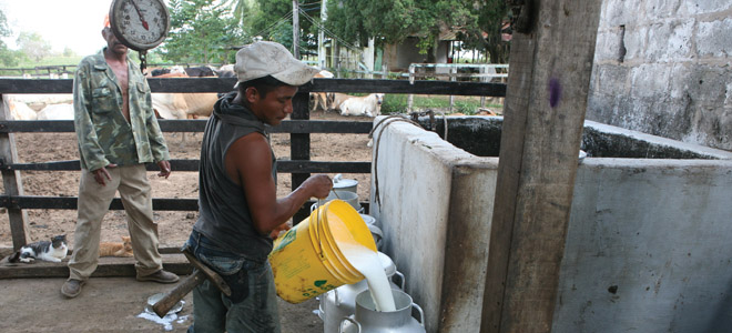 Hasta 50 mil litros de leche se pierden por boicot yucpa