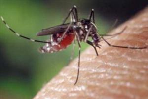 Registrados 3 mil 797 casos de dengue en Carabobo