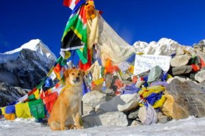 Rupee se convirtió en el primer perro en subir el Everest (Foto)