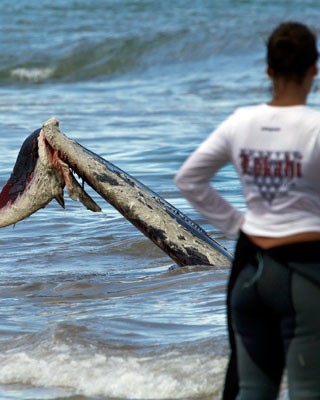 Muere ballena que varó en playa de Margarita