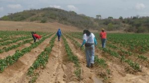 Giordani en Italia busca asesoría para elevar la producción venezolana de tomates