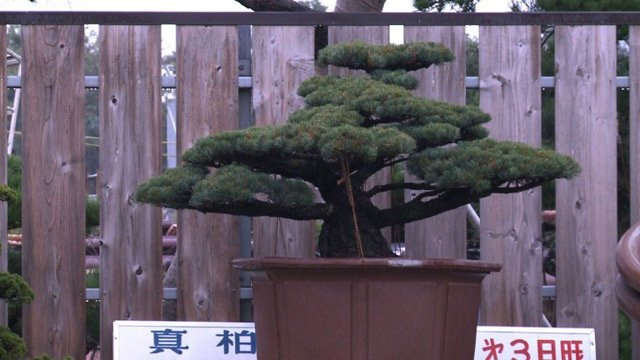 Los escultores de árboles de Japón (Video)