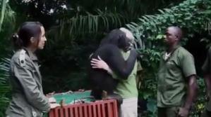 Emotivo abrazo entre chimpancé y su cuidadora a la hora de liberarlo (No se vale llorar)
