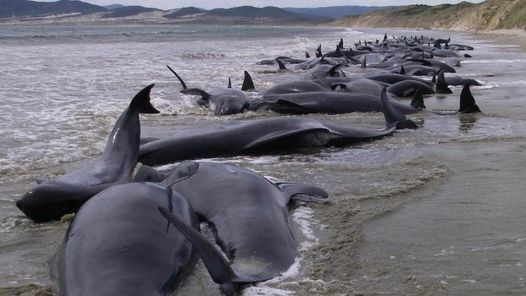 Mueren 39 ballenas varadas en Nueva Zelanda