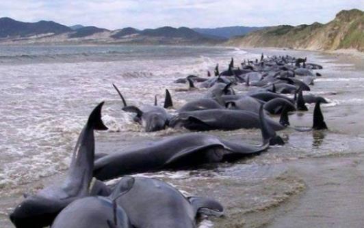 Hallan cadáveres de 500 delfines en las playas de Perú
