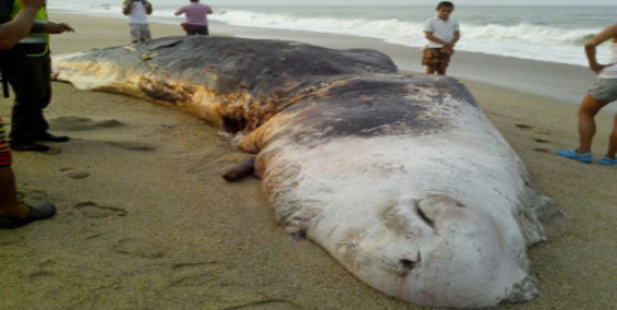 Hallan muerto a cachalote de más de 10 metros en playa del norte de Colombia