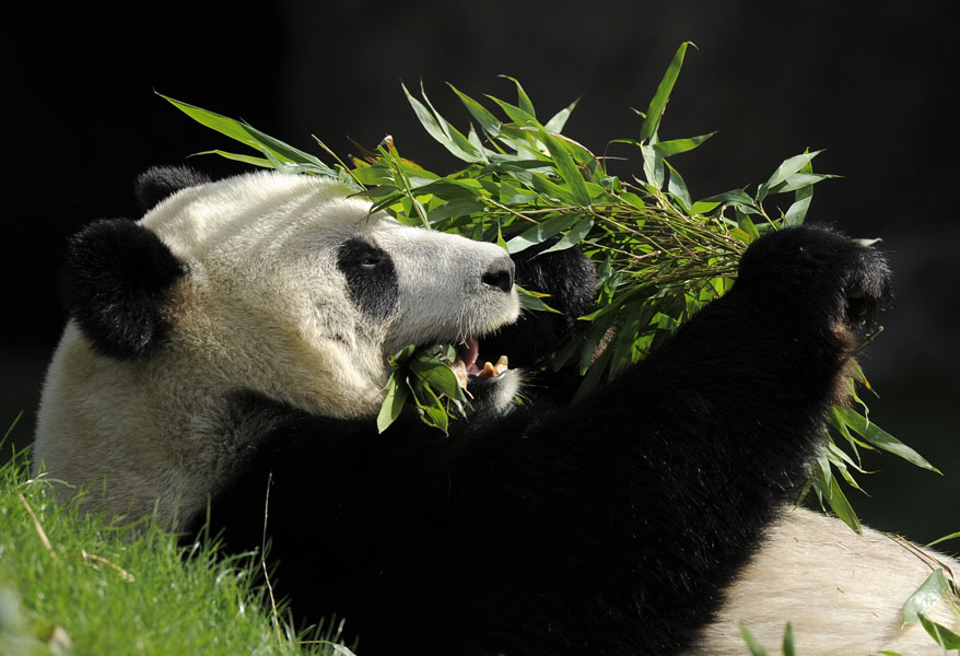 La ternura de Hao Hao, un panda gigante (Fotos)