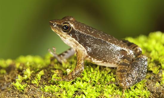 Descubren 14 nuevas especies de ranas en la India (Fotos)