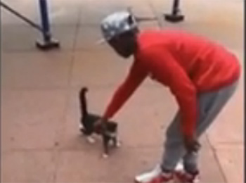 Cruel ataque a este gato desata ira en las redes sociales (Video)