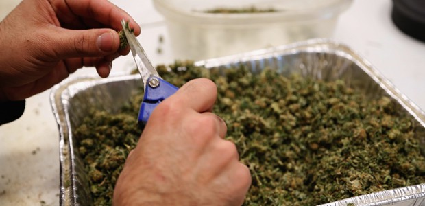 Washington votará en noviembre sobre la legalidad de la marihuana