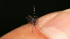 Venezuela registra 7.072 casos de chikungunya y más de 50 mil de dengue