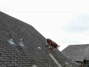 ¿Cómo llegó una vaca al techo de esta casa? (Foto)