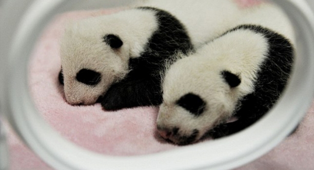 El zoo de Viena invita a votar en internet por el nombre de un panda bebé
