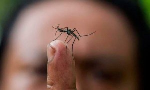 Alertan sobre brote de virus zika en el Caribe