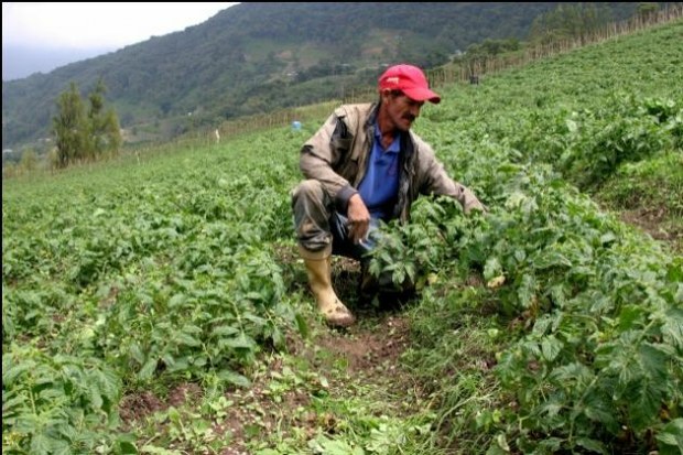 Aseguran que Plan Nacional de Semillas “se convirtió en fracaso”