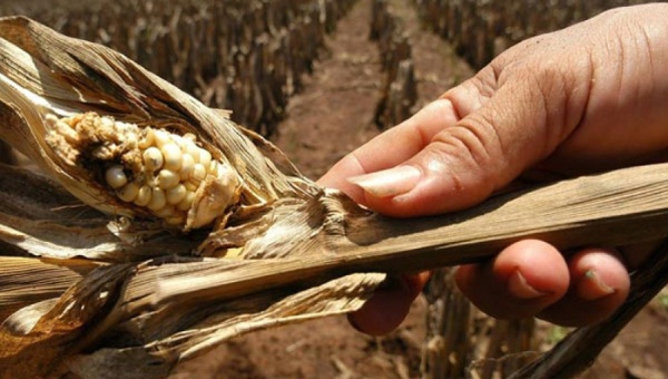 Realizarán Foro De Agroisleña a Agropatria: La destrucción del campo y la crisis alimentaria