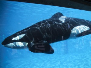 SeaWorld anunció el fin de sus espectáculos con orcas en su principal parque acuático