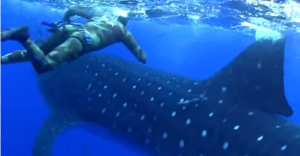 De infarto: Buzos son sorprendidos por tiburón ballena gigante (Video)