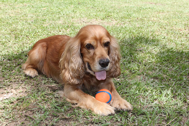 Parque perros (10)