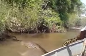 La súper anaconda que no se dejó atrapar por unos brasileños (Video)