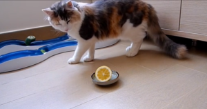 Gato contra limón… ¿Quién ganará? (Video)