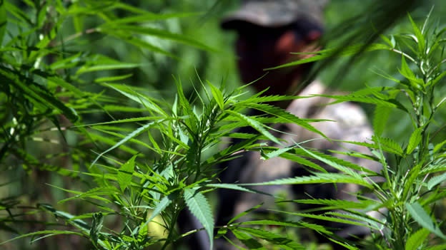 La legalización mundial de la marihuana es irreversible, asegura Vicente Fox